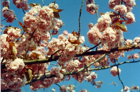 なんと、春先には八重桜が